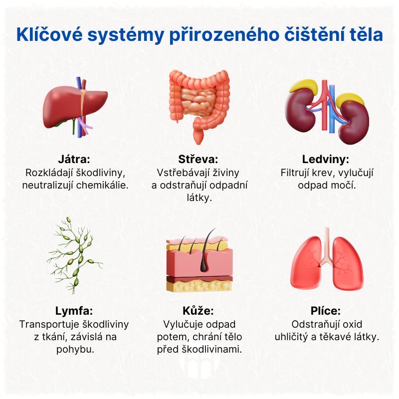 Klíčové systémy přirozeného čištění těla